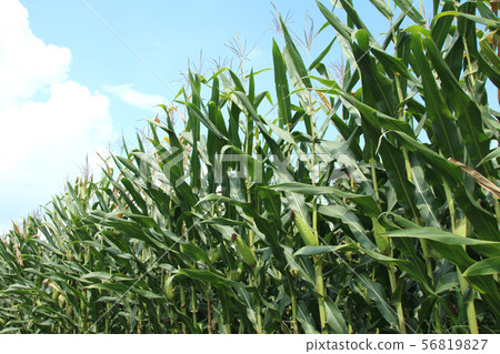 Dent Corn Moka City, Tochigi Prefecture 56819827