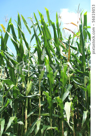 Dent Corn Moka City, Tochigi Prefecture Dent Corn Moka City, Tochigi Prefecture 56819853