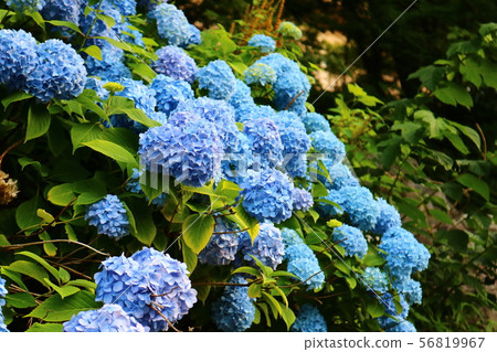 [Hydrangea (single color)] 56819967
