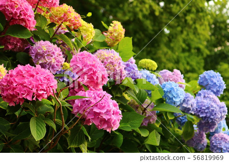 [Summer Day Hydrangea] 56819969