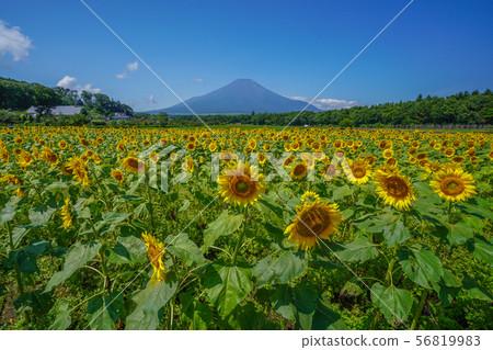 向日葵富士山 56819983