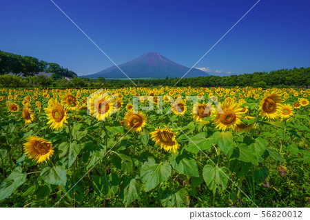 向日葵富士山 向日葵富士山 56820012