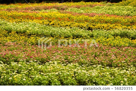 colorful zinnia elegans flowers colorful zinnia elegans flowers 56820355