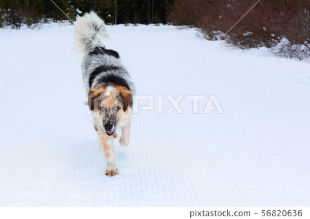 big dog running, snow winter background big dog running, snow winter background 56820636