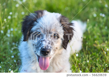 Puppy lying In the grass, close up portrait Puppy lying In the grass, close up portrait 56820639