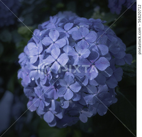 繡球花露在雨露中時閃閃發亮 56820712