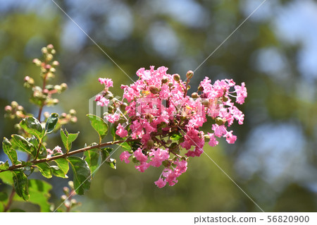 Flower of crape mybs Flower of crape mybs 56820900