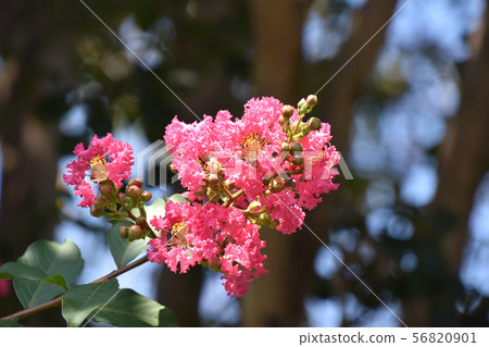 Flower of crape mybs Flower of crape mybs 56820901