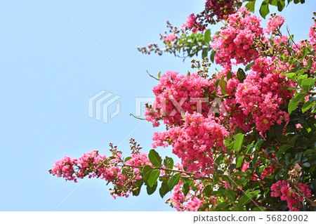 Flower of crape mybs Flower of crape mybs 56820902