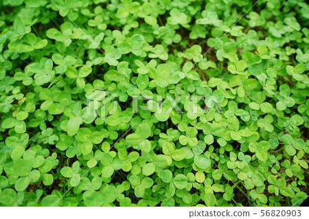 Clover Clover 56820903