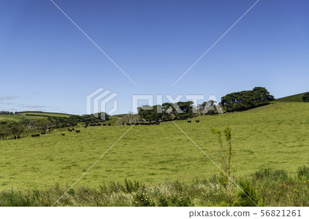 Farm in Yarra Valley Melbourne Farm in Yarra Valley Melbourne 56821261
