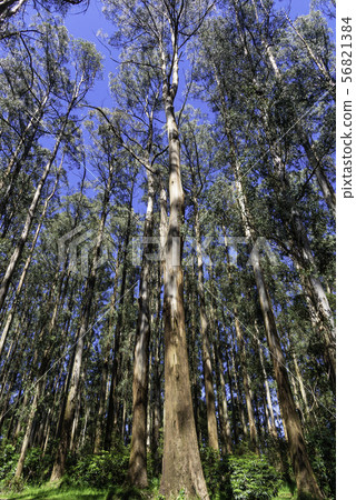 Forest in Dandenong mountains Melbourne 56821384