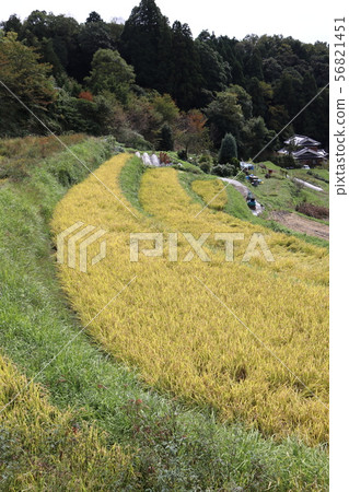 Autumn, rice fields 56821451