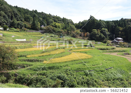 Autumn, rice fields 56821452