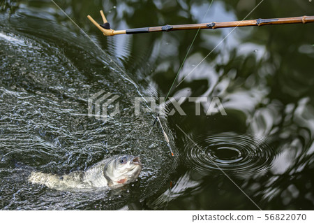 Spatula carp fishing 56822070