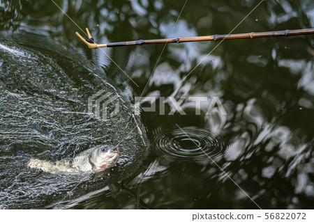 抹刀鯉魚釣魚 56822072
