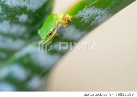生活在蘆薈葉子的雨蛙 56822199