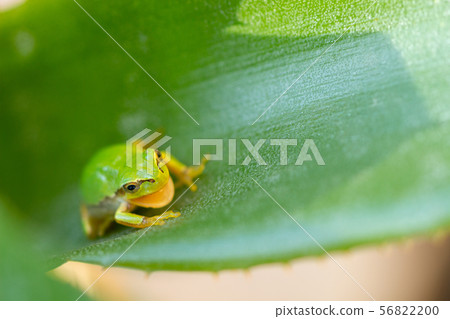 生活在蘆薈葉子的雨蛙 56822200
