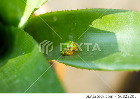 生活在蘆薈葉子的雨蛙 56822203