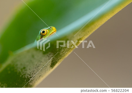 生活在蘆薈葉子的雨蛙 56822204