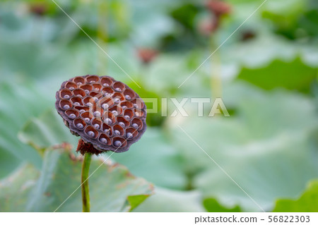 Lotus flower field Lotus flower and lotus leaf 56822303