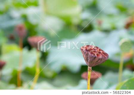 Lotus flower field Lotus flower and lotus leaf 56822304