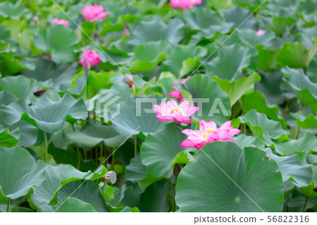 Lotus flower field Lotus flower and lotus leaf Lotus flower field Lotus flower and lotus leaf 56822316