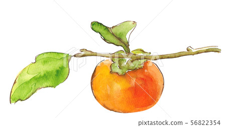 Watercolor illustrations on a branch 56822354