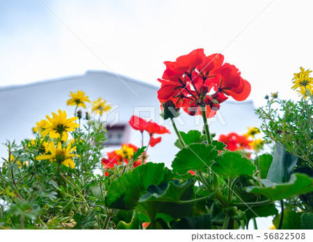 Flower arrangement in house yard at the Flower arrangement in house yard at the 56822508