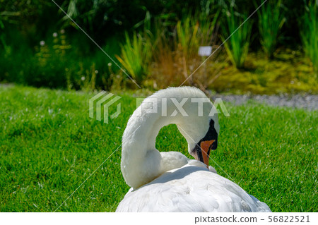 A beautiful Mute Swan (Cygnus olor) relaxes A beautiful Mute Swan (Cygnus olor) relaxes 56822521