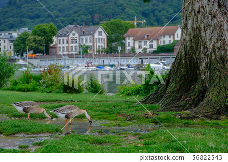 Canada geese  (Branta canadensis) drinking water 56822543