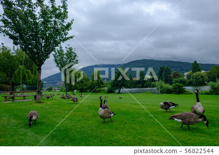 Canada geese  (Branta canadensis) grazing  56822544