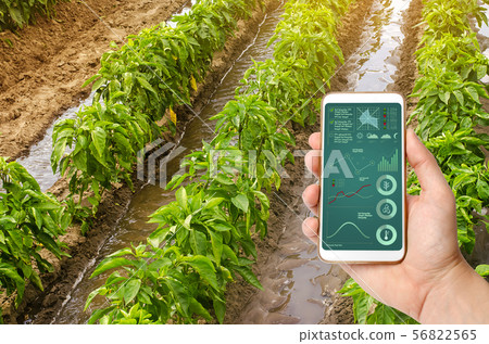 A hand is holding a smartphone. watering pepper  56822565