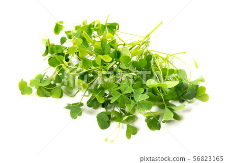 Oxalis Oxalis 56823165