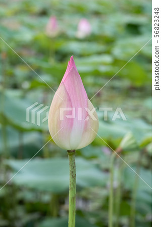 beautiful water lily bloom in pond beautiful water lily bloom in pond 56823248