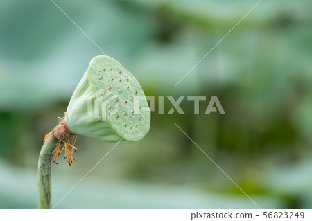 beautiful water lily bloom in pond 56823249
