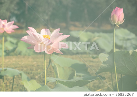 beautiful water lily bloom in mist beautiful water lily bloom in mist 56823267