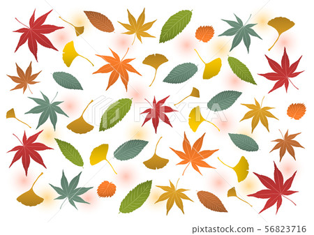 Autumn leaves fall leaves ginkgo illustration background Autumn leaves fall leaves ginkgo illustration background 56823716