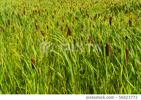 background - thickets of cattail background - thickets of cattail 56823772