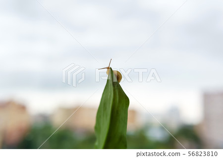 snail looks down from the edge of the leaf 56823810