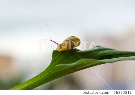 snail looking at the camera while on a leaf of a 56823811