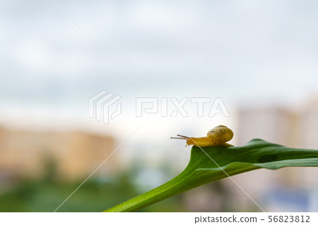 snail slowly creeps on a leaf 56823812