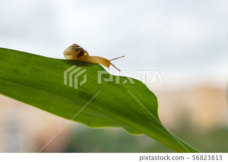 snail creeping on a green leaf 56823813
