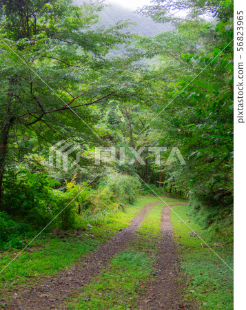 Forest Road 56823965