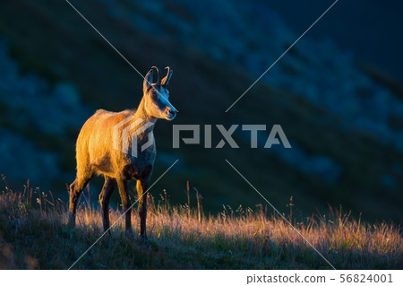 Chamois standing on dry grass lit by the sunset with copy space. 56824001