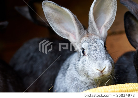 Gray and black bunny rabbits eating ear of corn Gray and black bunny rabbits eating ear of corn 56824978