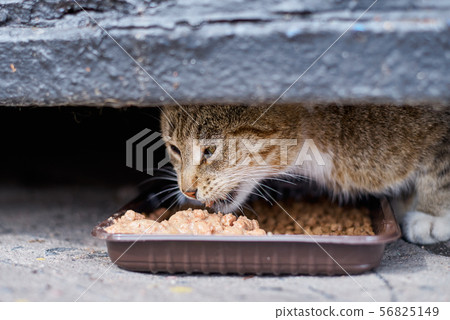 Homeless cateating at street from a plastic bowl 56825149
