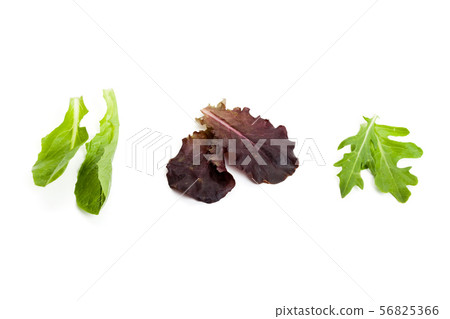 Vegetable leaf Vegetable leaf 56825366