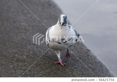 Rock Pigeon 56825758