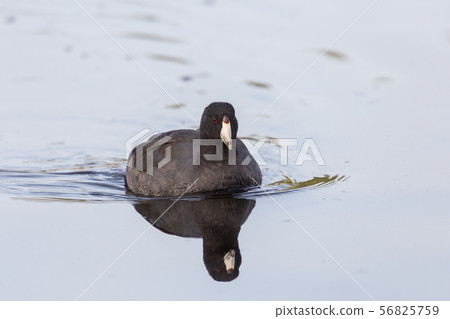 American Coot 56825759